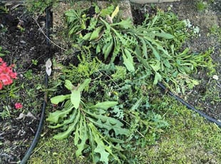 Weeding by Kay Bolton for Summer D. in Oakland, TN