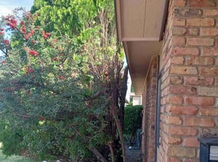 Bush Trimming by Angel Sandoval for Gerard R. in El Paso, TX