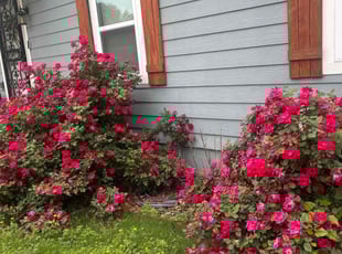 Weeding by Kevin Glenn for Ashlyn s. in Memphis, TN