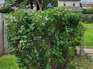 Bush Trimming by Jason Pryor for Maryann R. in Phillipsburg, NJ
