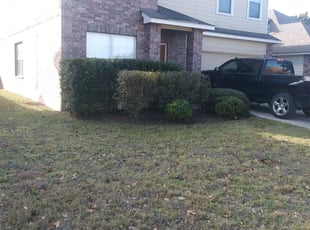 Bush Trimming by Steve Hoffman for Alex A. in San Antonio, TX