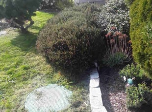 Bush Trimming by Chester Sikorski for Precious P. in Tacoma, WA