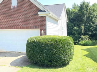 Bush Trimming by Billy Webb for Alecia B. in Charlotte, NC