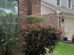 Bush Trimming by Alexis Perez for Patrick G. in Houston, TX