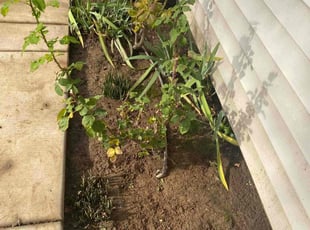 Weeding by Uriel Aldrete for Ulla C. in Citrus Heights, CA