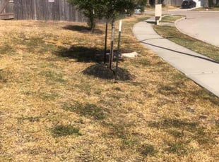 Weeding by Eduardo Santoyo for Pratik P. in Katy, TX