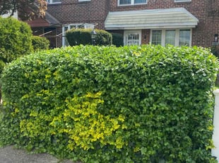 Bush Trimming by Curt Woods for Jeffrey W. in Philadelphia, PA