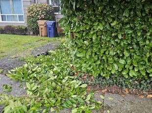 Bush Trimming by Rob Mcdermaid for James G. in Tacoma, WA
