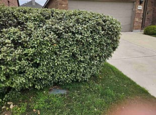 Bush Trimming by Rene Gabriel Ramirez for Sylvia H. in Hutto, TX