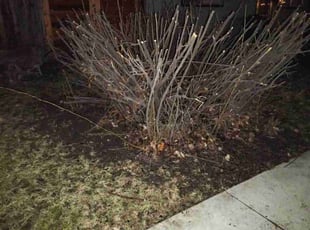 Bush Trimming by Valerie Ritz for Dawn B. in Boise, ID