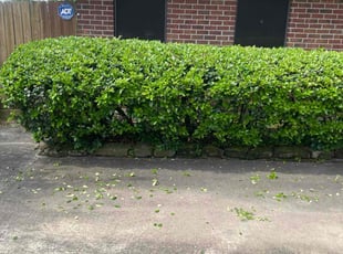 Bush Trimming by Anthony Simon for Stan C. in Willis, TX