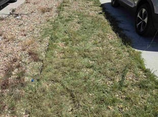 jonathan s.'s Weeding service result