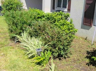 Bush Trimming by Carlos Martinez for Megan s. in Davenport, FL