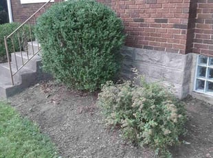 Bush Trimming by Caleb Patton for John L. in Cincinnati, OH