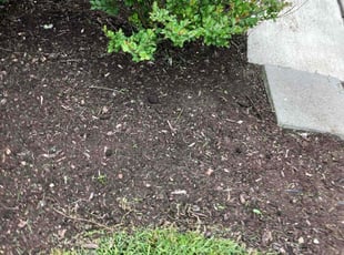 Weeding by Joel Laumas for Abby M. in Lexington, KY
