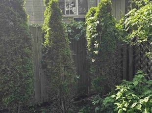 Bush Trimming by Robert Doedy for Tim B. in Milwaukee, WI