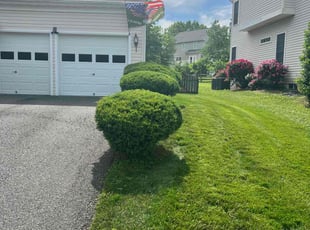 Bush Trimming by Donald Tucker for Marshall A. in Fredericksburg, VA