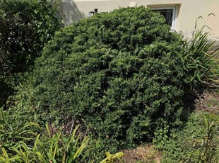 Bush Trimming by Richard Solier for Naomi n. in Fort Lee, NJ