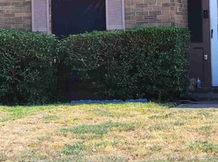 Bush Trimming by Raymond Aragon for William B. in Houston, TX