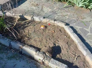 Weeding by Michael Holland for Alex E. in Silver Spring, MD
