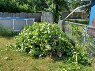 Bush Trimming by David Gallaway for Jackie W. in Saint Paul, MN