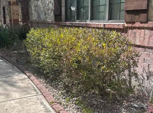Bush Trimming by Tyler Humphrey for Lisa H. in Fort Worth, TX