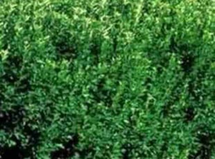 Bush Trimming by Melissa Trebbe for Stephen R. in Peck, KS