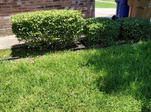Bush Trimming by Melecio Rivera for Jason L. in Corpus Christi, TX
