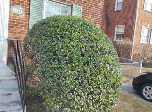 Bush Trimming by Rómulo González for Katherine T. in Silver Spring, MD