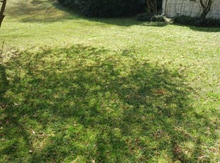 Leaf Removal by Trione Jackson for Toya W. in Decatur, GA