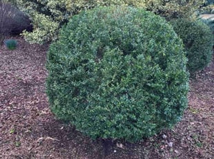 Bush Trimming by Mike Williams for Arturo C. in Richmond, VA