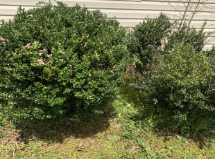 Bush Trimming by Dylan Jones for Amy H. in Midlothian, VA