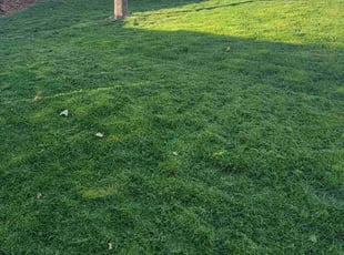 Kathy L.'s Lawn Mowing service result