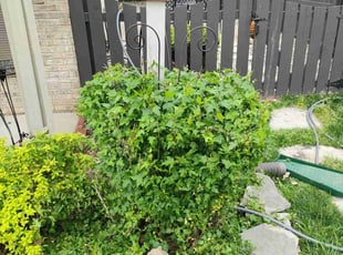 Bush Trimming by Dmarrio Gomiller for Jeri M. in Belleville, IL