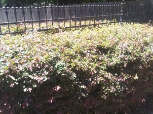 Bush Trimming by Gralin Johnson for 5358 Cresent lake. The new one KriS G. in Fort Worth, TX