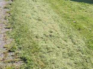 Lazar H.'s Lawn Service service result