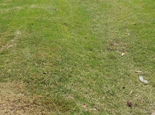 Rachael S.'s Lawn Mowing service result