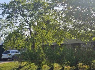 Kenneth C.'s Lawn Service service result