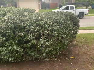 Bush Trimming by Frank Lyon for Patricia F. in Buda, TX