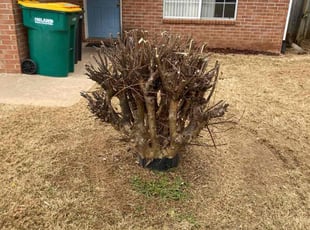 Bush Trimming by Charles Townsend for Ann E. in Rogers, AR