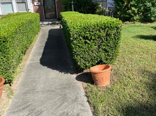 Bush Trimming by Doyle Napper for RAGSDALE, J. in Burlington, NC