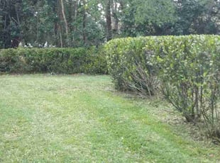 Bush Trimming by Jose Santos for Amy H. in Fort Myers, FL