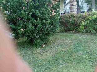 Bush Trimming by Lori Bremenkamp for Ashley F. in Kansas City, MO