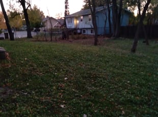 Leaf Removal by Kevin Rhyne for Tess B. in Madison, WI