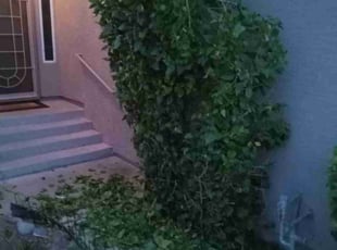 Bush Trimming by Roger Manzanilla for Keenan G. in Phoenix, AZ