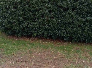 Bush Trimming by Eric Witherspoon for Rebecca D. in Mount Holly, NC