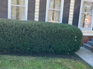 Bush Trimming by Jason Scott for Stephen B. in Gaithersburg, MD
