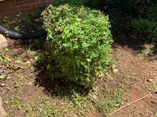 Bush Trimming by Jarvis Drake for John S. in Atlanta, GA