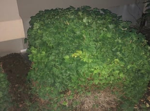 Bush Trimming by Shawn Beardall for Jeremy M. in Spanish Fork, UT