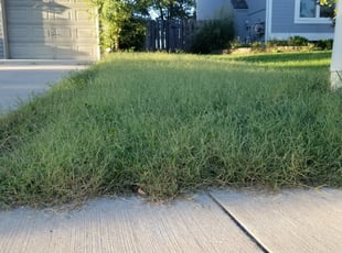 Weeding by Jason Russell for Marcia C. in Kansas City, MO